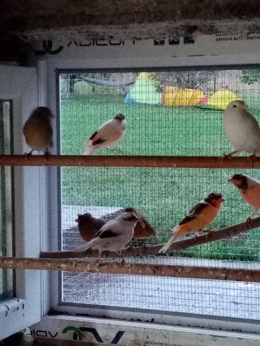 Vând canari timbrado