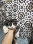 Mushuk scottish fold