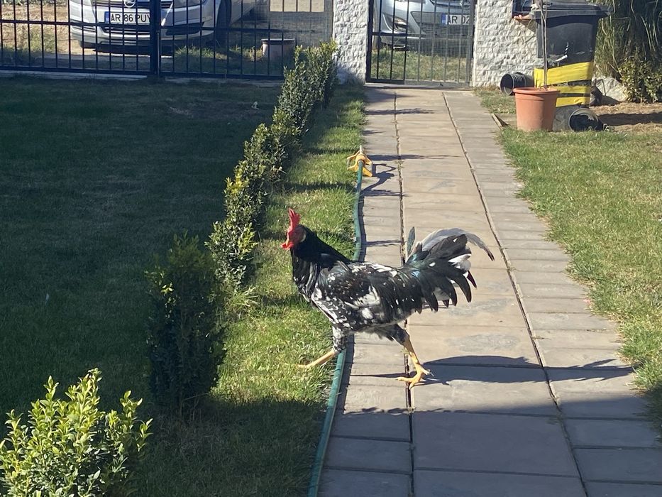 Cocosi de italiene de vanzare