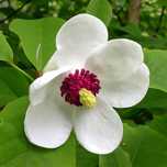 Magnolia Sollangena