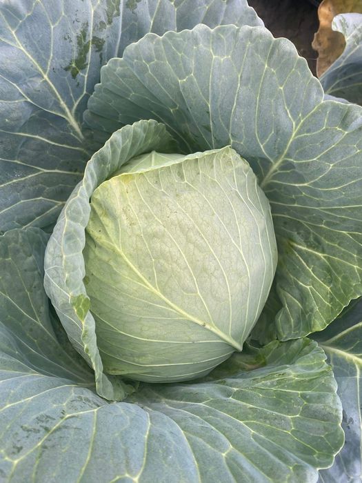 Vând varză hibrid escazu