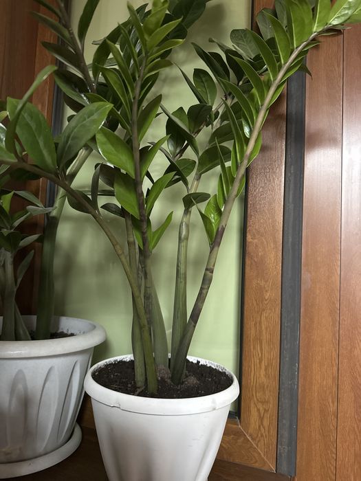 Продам денежные цветы(Замиокулькас)