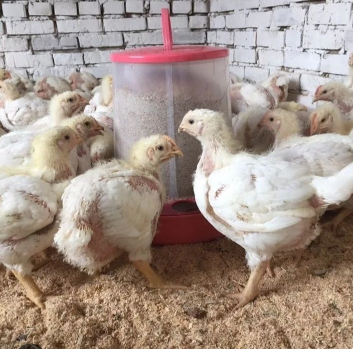 Продам цыплят бройлеров