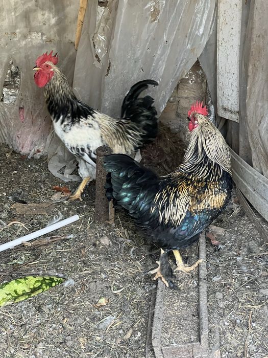 Хорозлар / Петухи