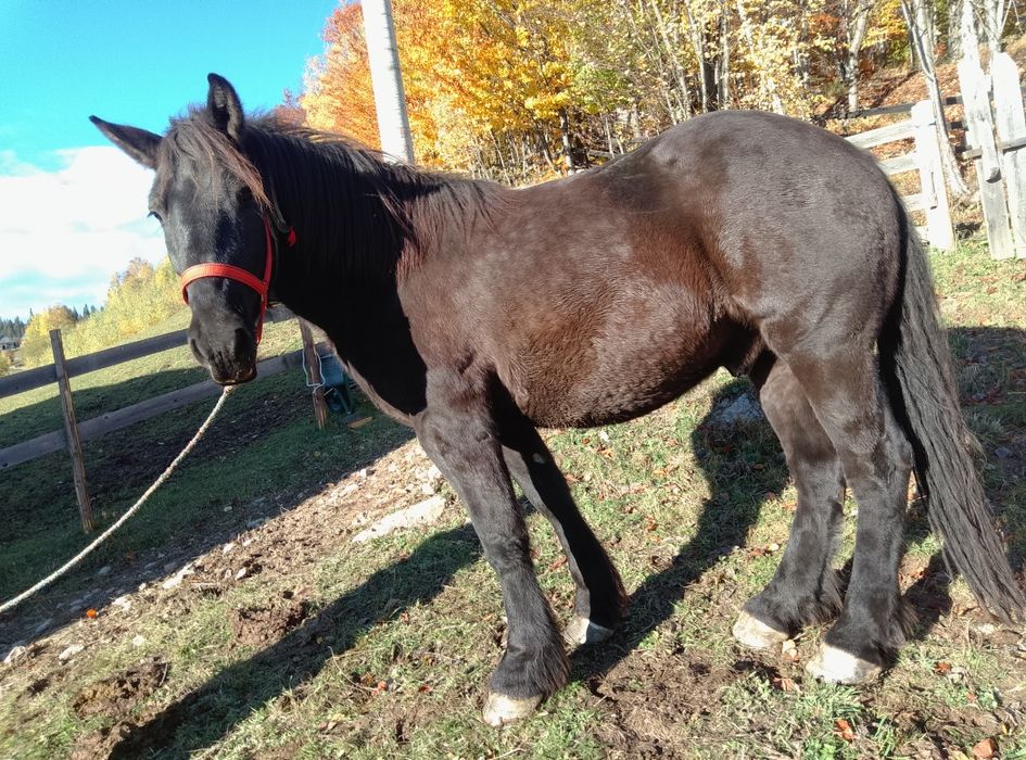 Vând cal de 3 garantat