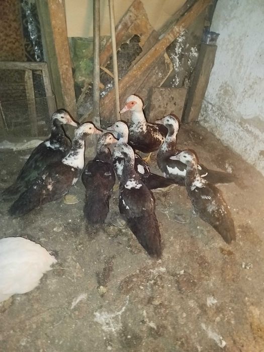 Неми патици млади