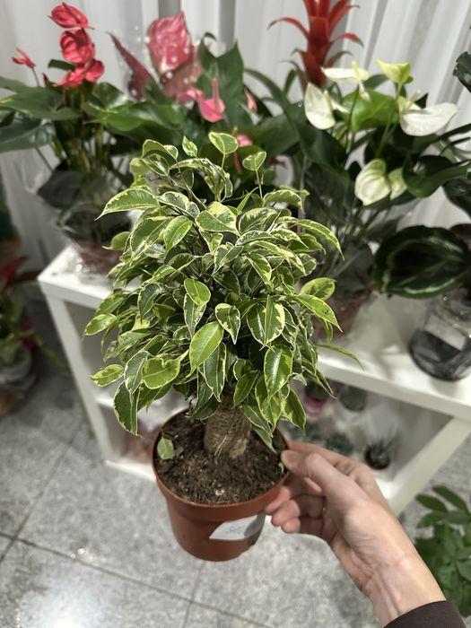 Фикус бенджамина вариегатный дерево растение в дом в офис