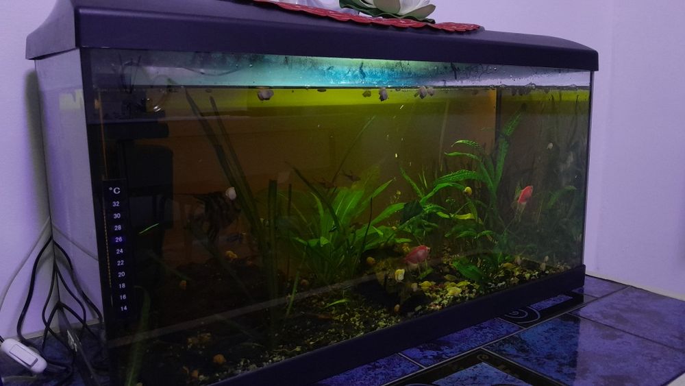 Acvariu pentru pești  150L