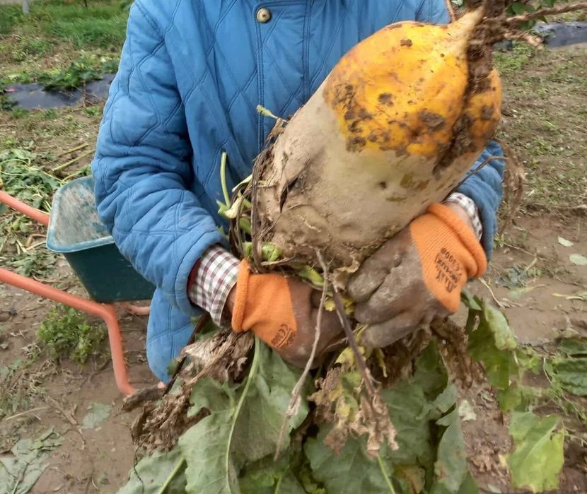 Vând sfeclă furajiera