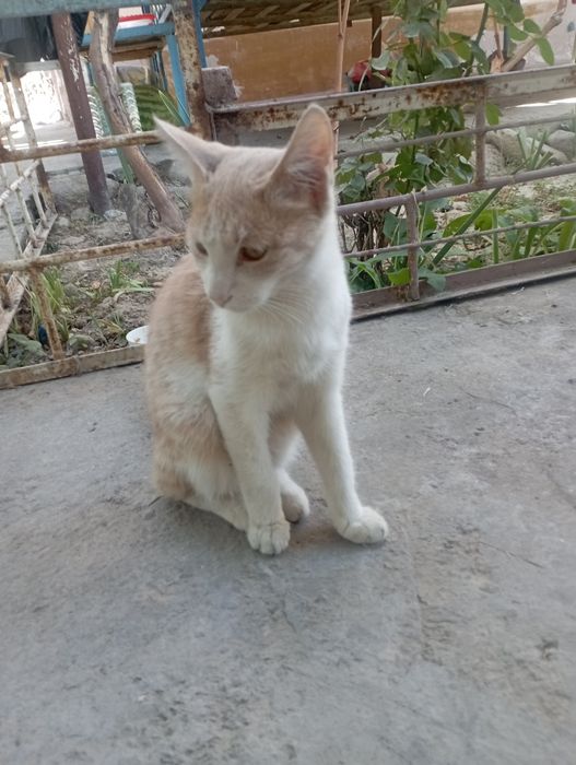 Отдам даром котят