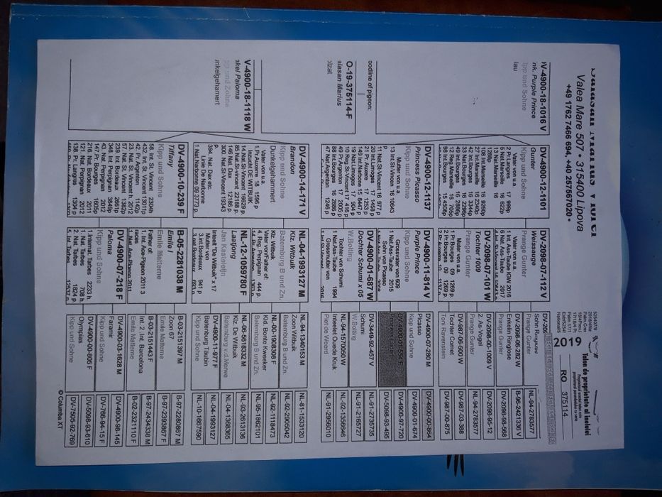 Porumbei părinți și bunici cu pedigree