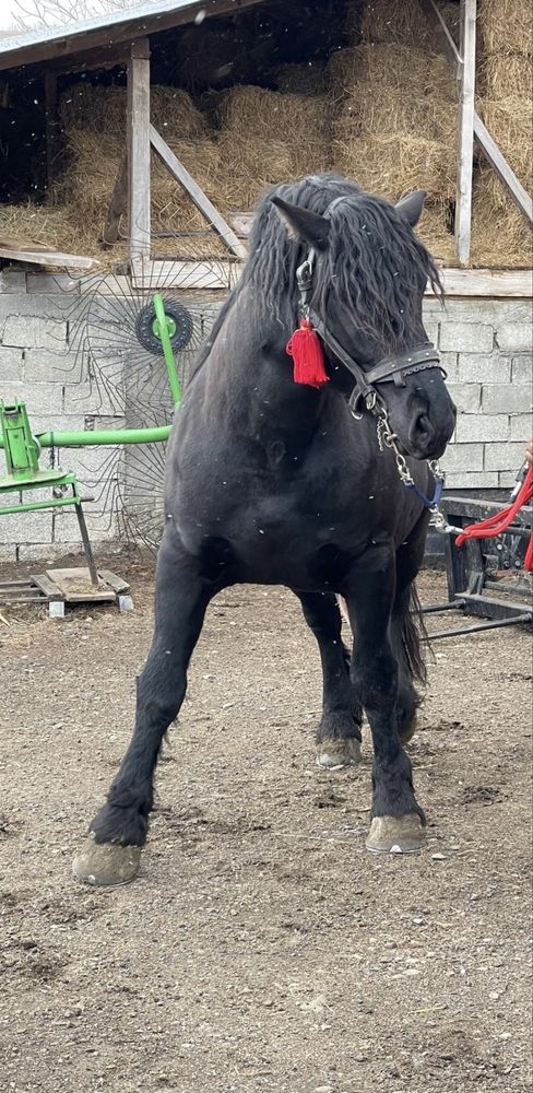 Vand 3 iepe  din rasa Semi-greu