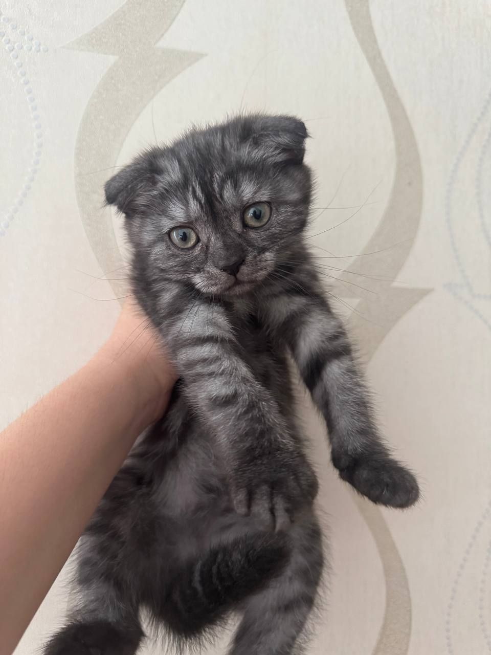 Продам котят породистых скоттиш страйт и скоттиш фолд