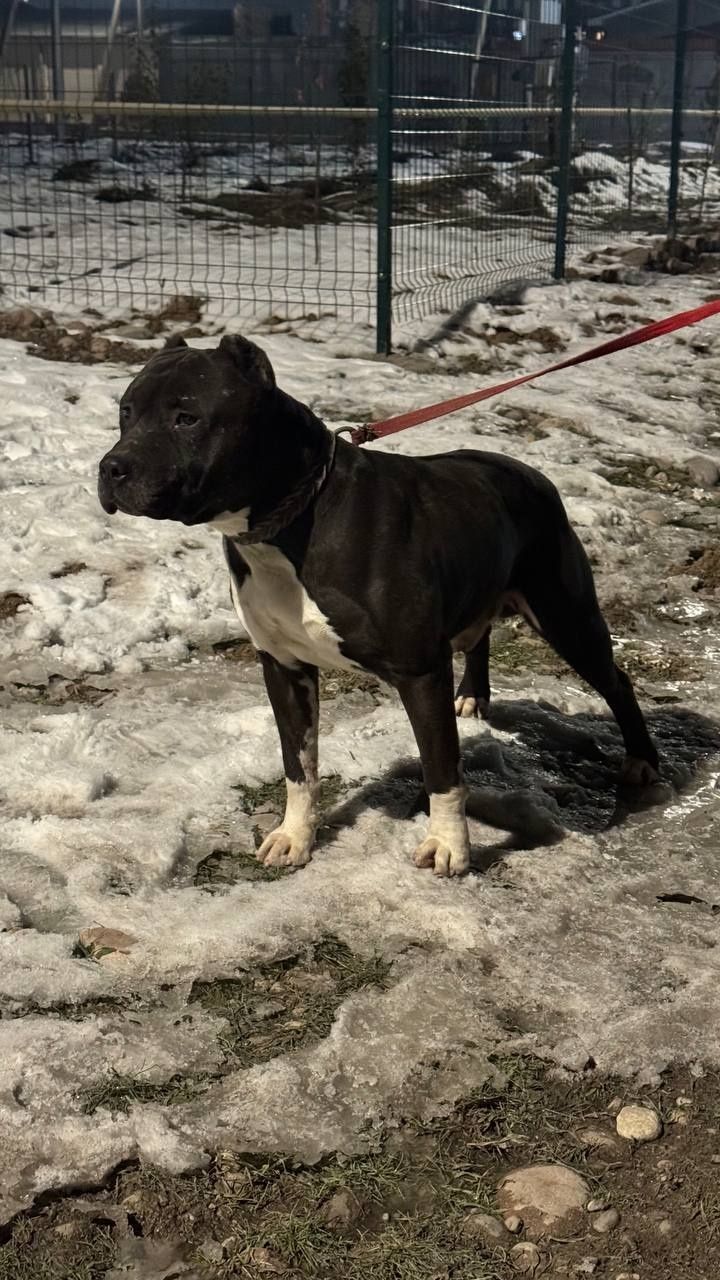 Pitbul qoshish uchun
