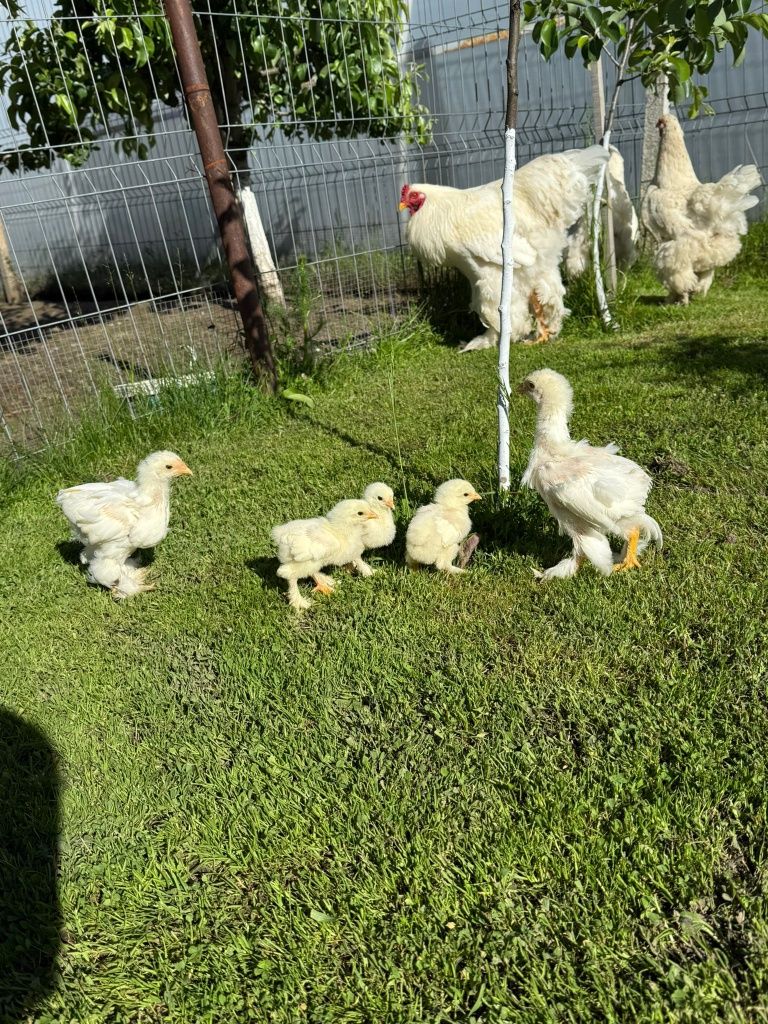 Pui brahma alb și bobat!