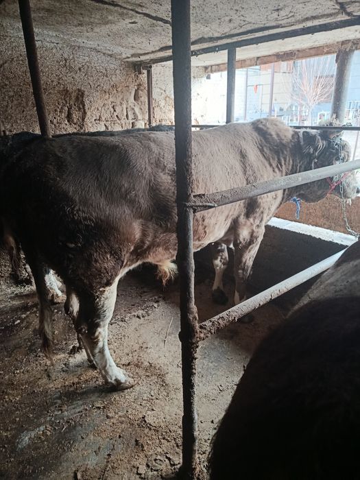 Sotiladigan semiz buqalar