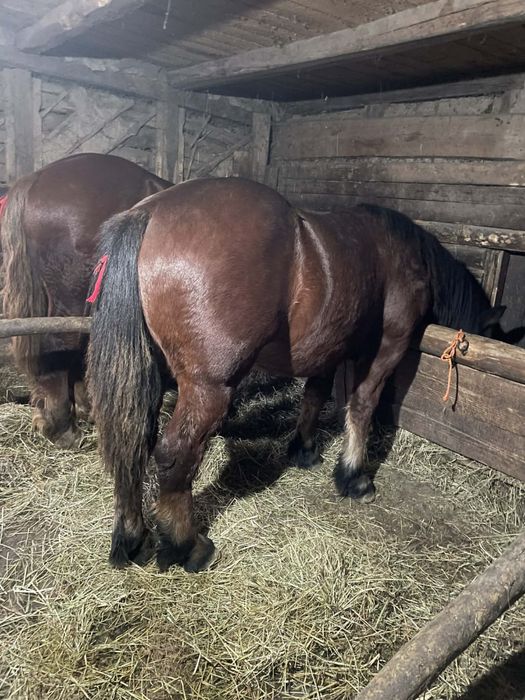 Vand 3 manji de un an si 3 luni