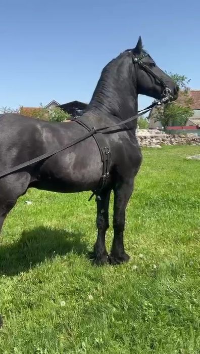Armăsar frizian disponibil pentru montă