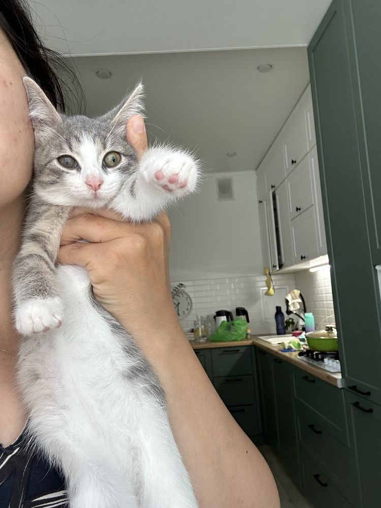 Котенок в добрые руки