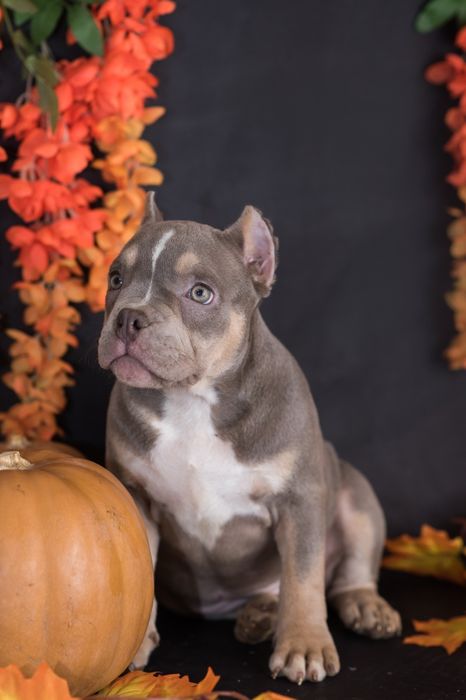 Шикарные Малыши Американский булли