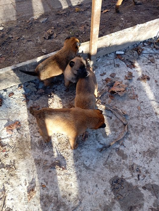 Белгийски овчарки