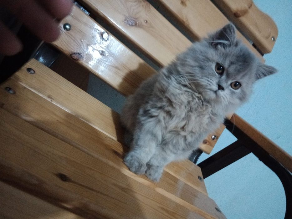 Xeylond fold 3 oylik mushuk bolasi