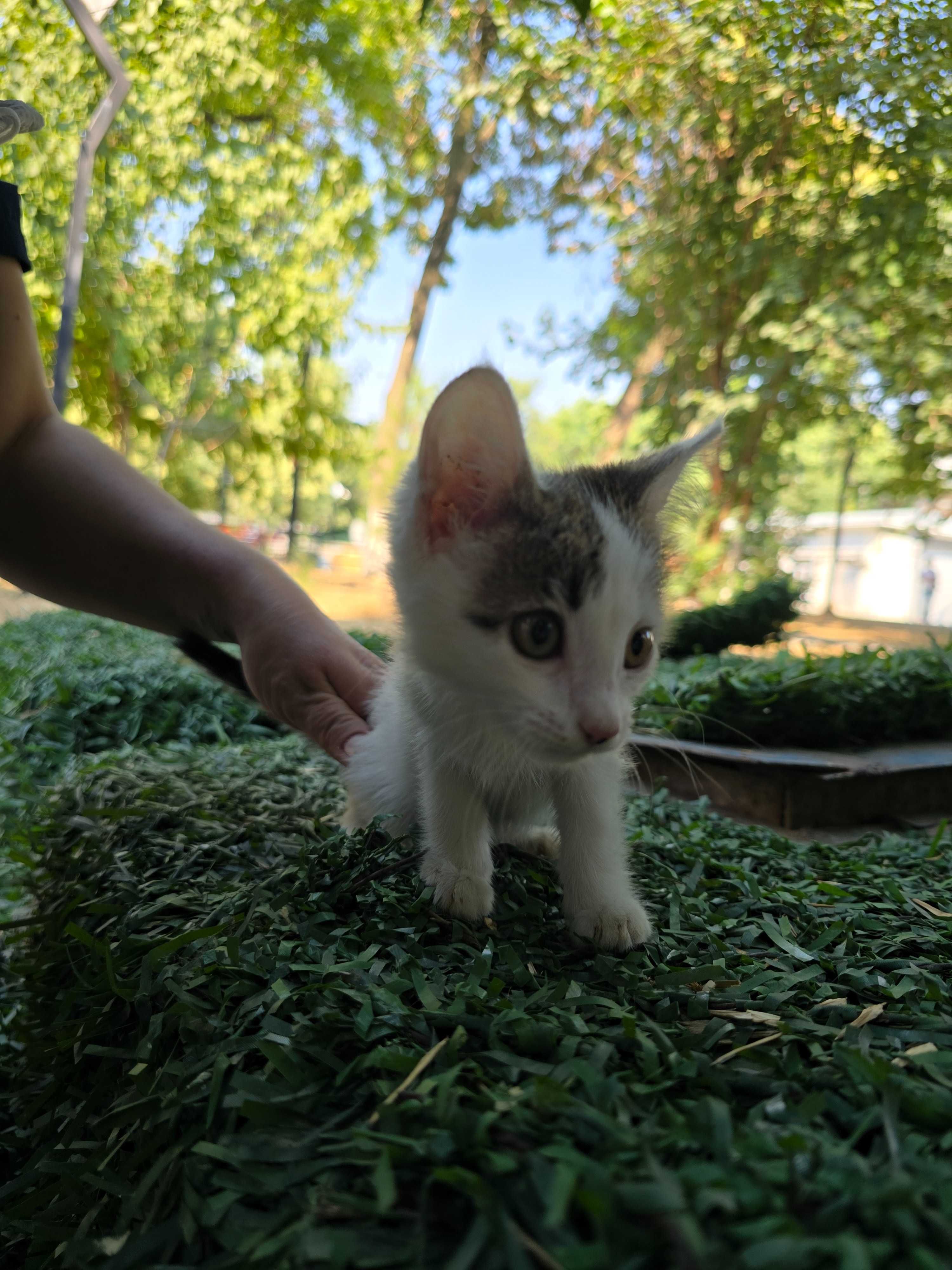 Котята, девочки, 1-3 месяца