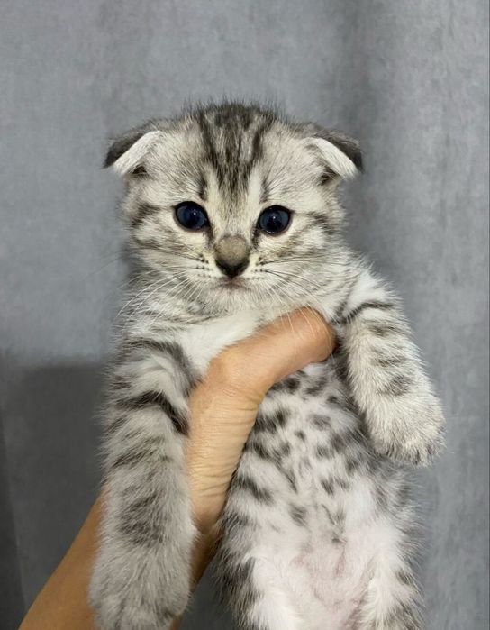 Продам вислоухого котенка