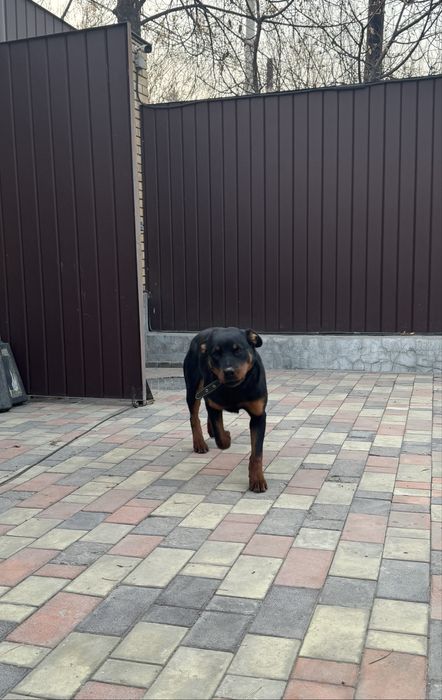 Щенок ротвейлера