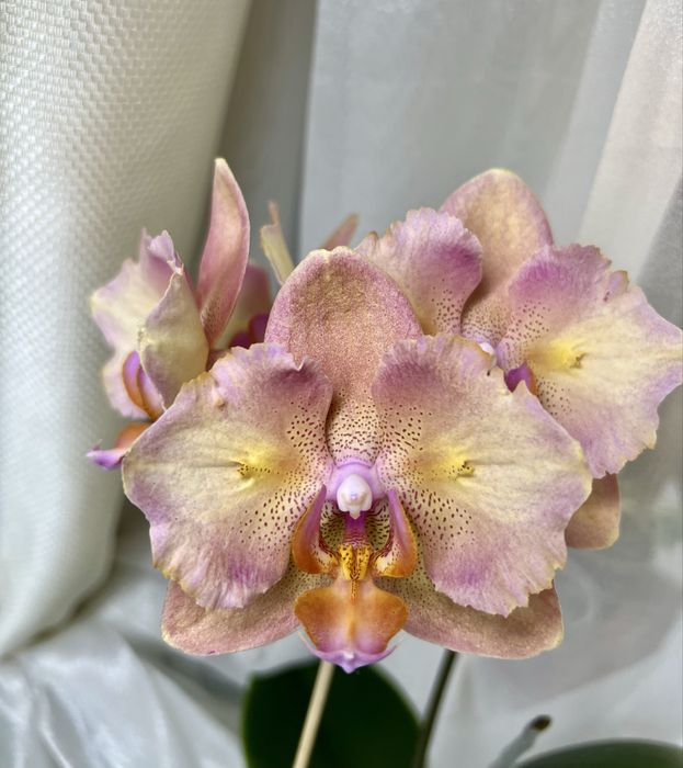 Фаленопсис Легато бабочка