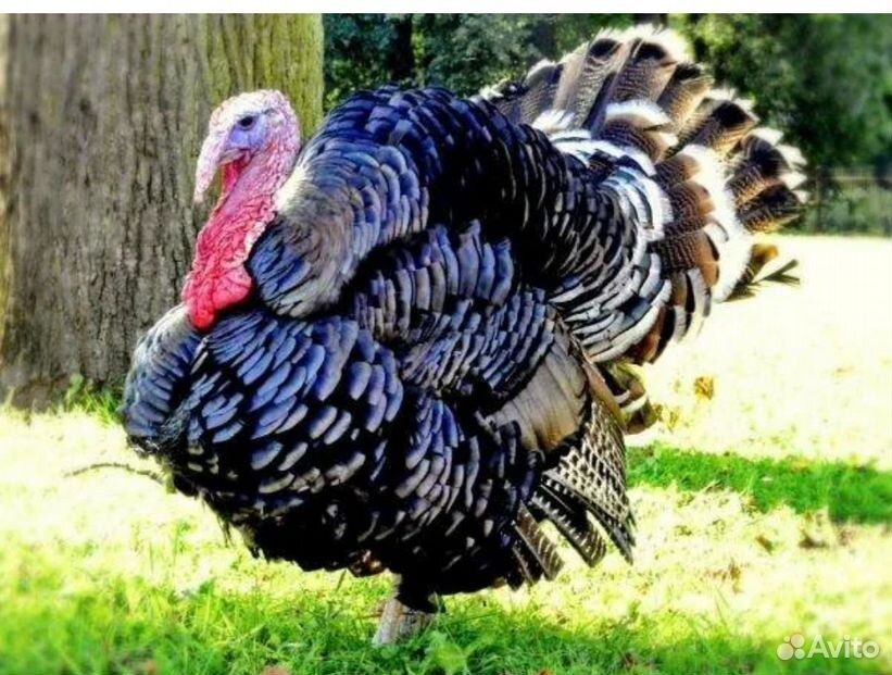 Индюки Россия Бронза 708