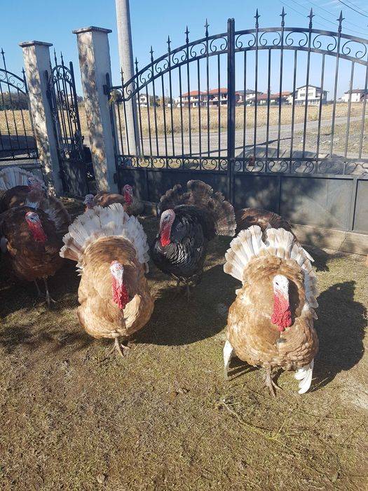 Продавам свободно гледани пуйки