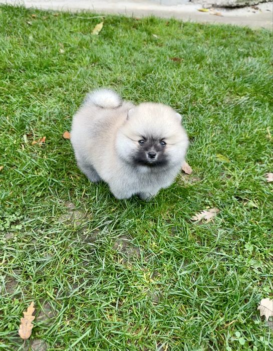 Померан мини момче. Померанче