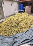 Struguri de vin producție 2025