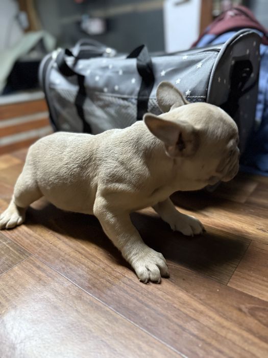 Fetita Bulldog Francez Fawn