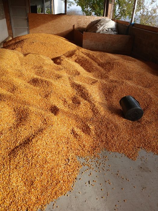 Vând porumb 1leu kg