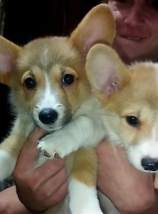 В продаже вельш пемброк корги