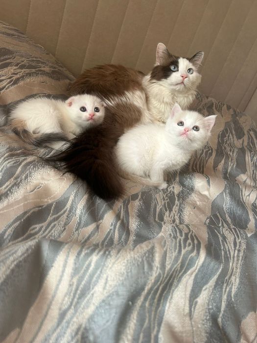 Шотландский вислоухий котенок