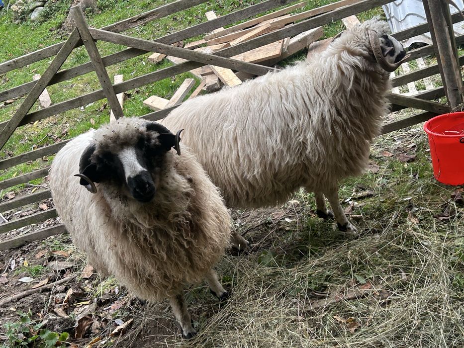 Vand berbecut sau schimb pe o oaie buna !