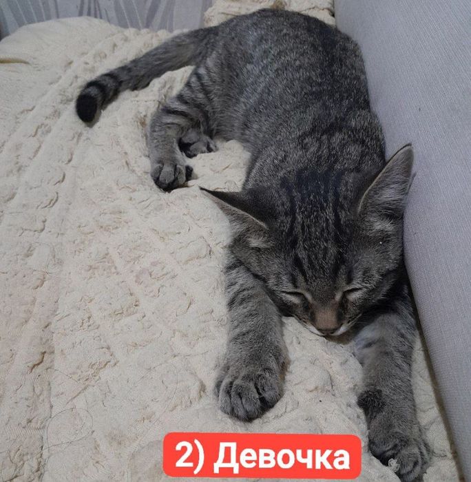 Котята ищут дом и любящих хозяев