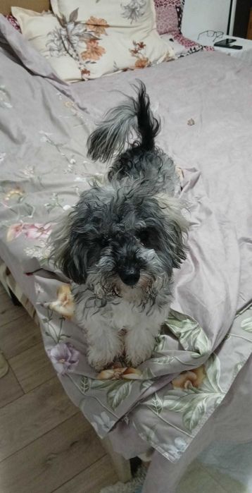 Bichon  havanez,7 luni