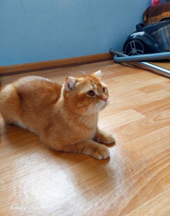Прадажа кошка С. Фолд