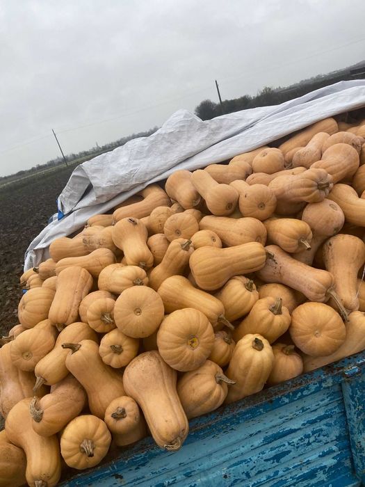 Vând dovleci plăcintari