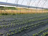 FOLIE AGROTEXTIL:4.15x100m=970lei; 5.15x100m=1210lei