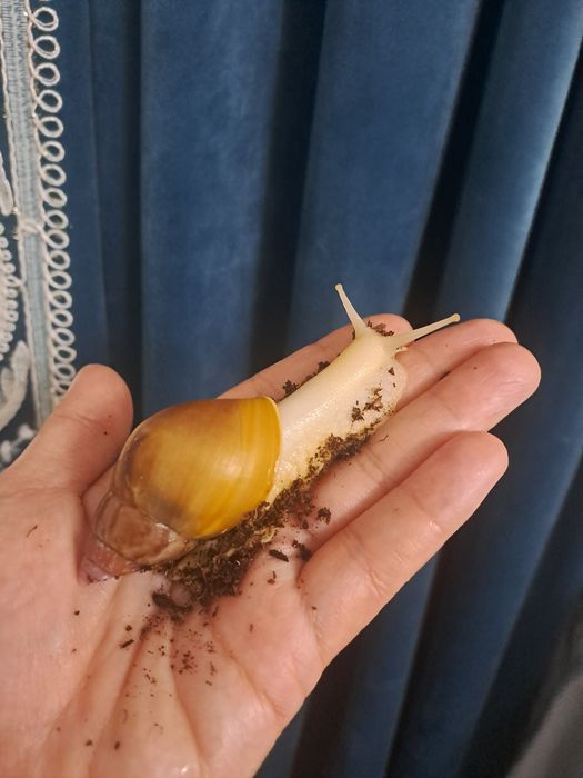 Улитка ахатин. Арзон нархларда