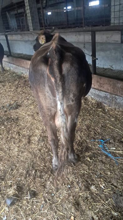 Vând  vaci cu lapte pret 7000 negociabil