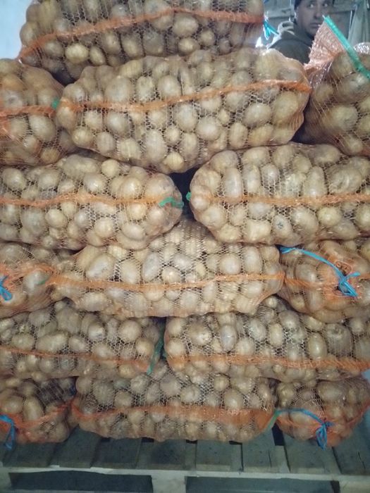 Vand cartofi alb si rosu 1,50 ron kg
