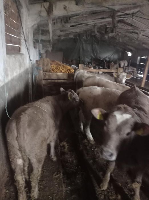 Vând vitei pentru mai multe detalii sunați la numărul de telefon !!