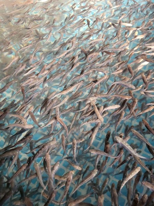 Мольки форели на продажу 6-8грамм