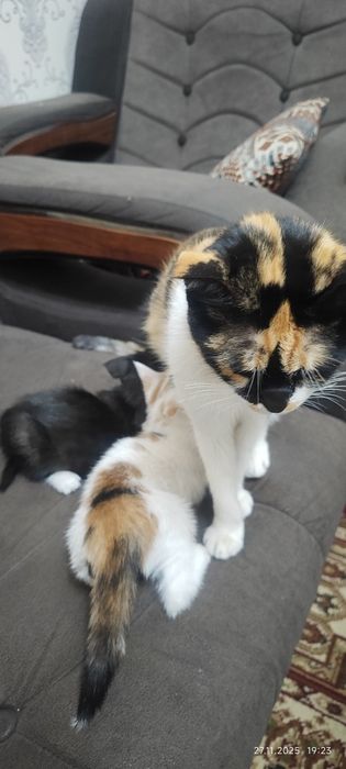 Ona bola mushuk TEKINGA